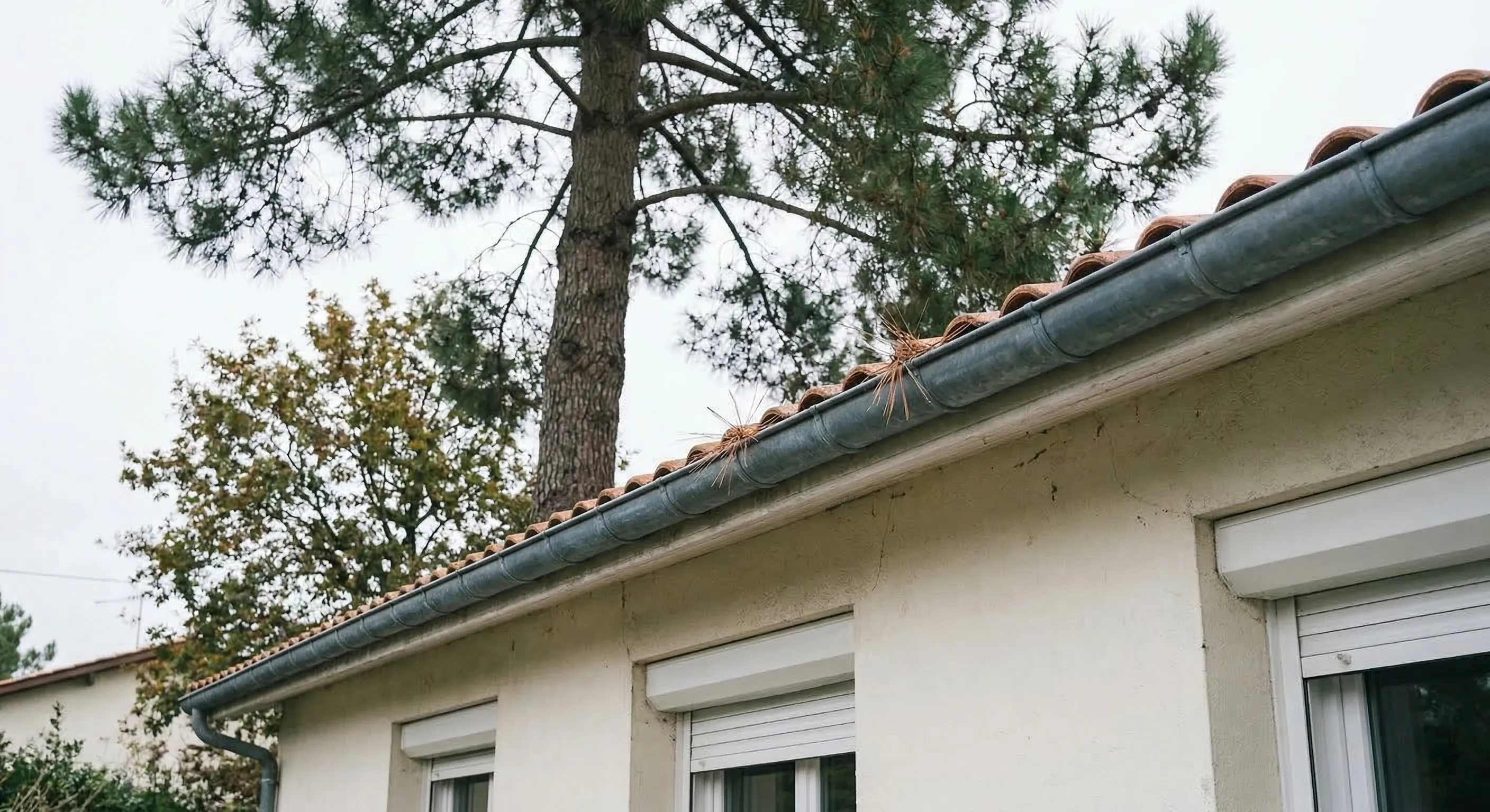 Gouttière demi-ronde en zinc patiné gris-bleu sous l'avant-toit d'un pavillon résidentiel à Pessac, génoise en tuile canal et pin maritime en arrière-plan