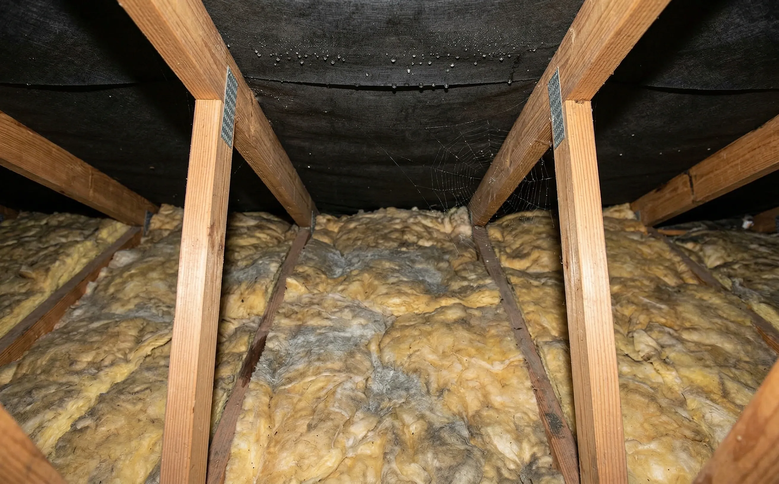 Isolant en laine de verre humide entre des fermettes industrielles en pin dans des combles