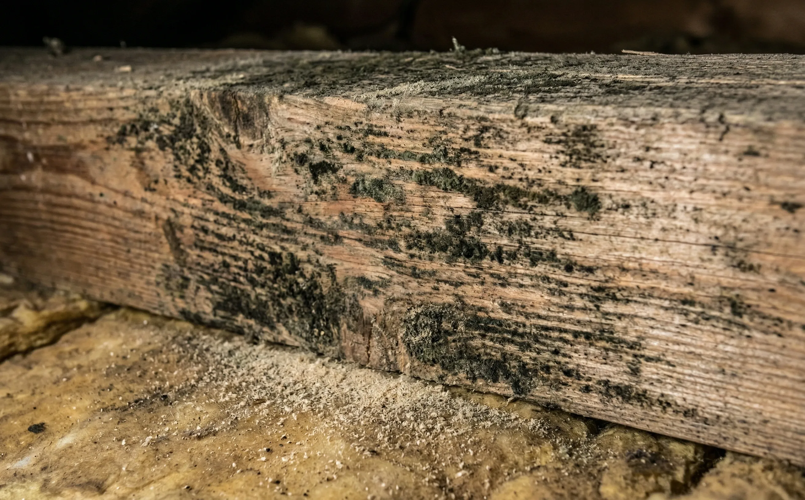 Taches de moisissure noire sur une panne de charpente en bois résineux dans des combles