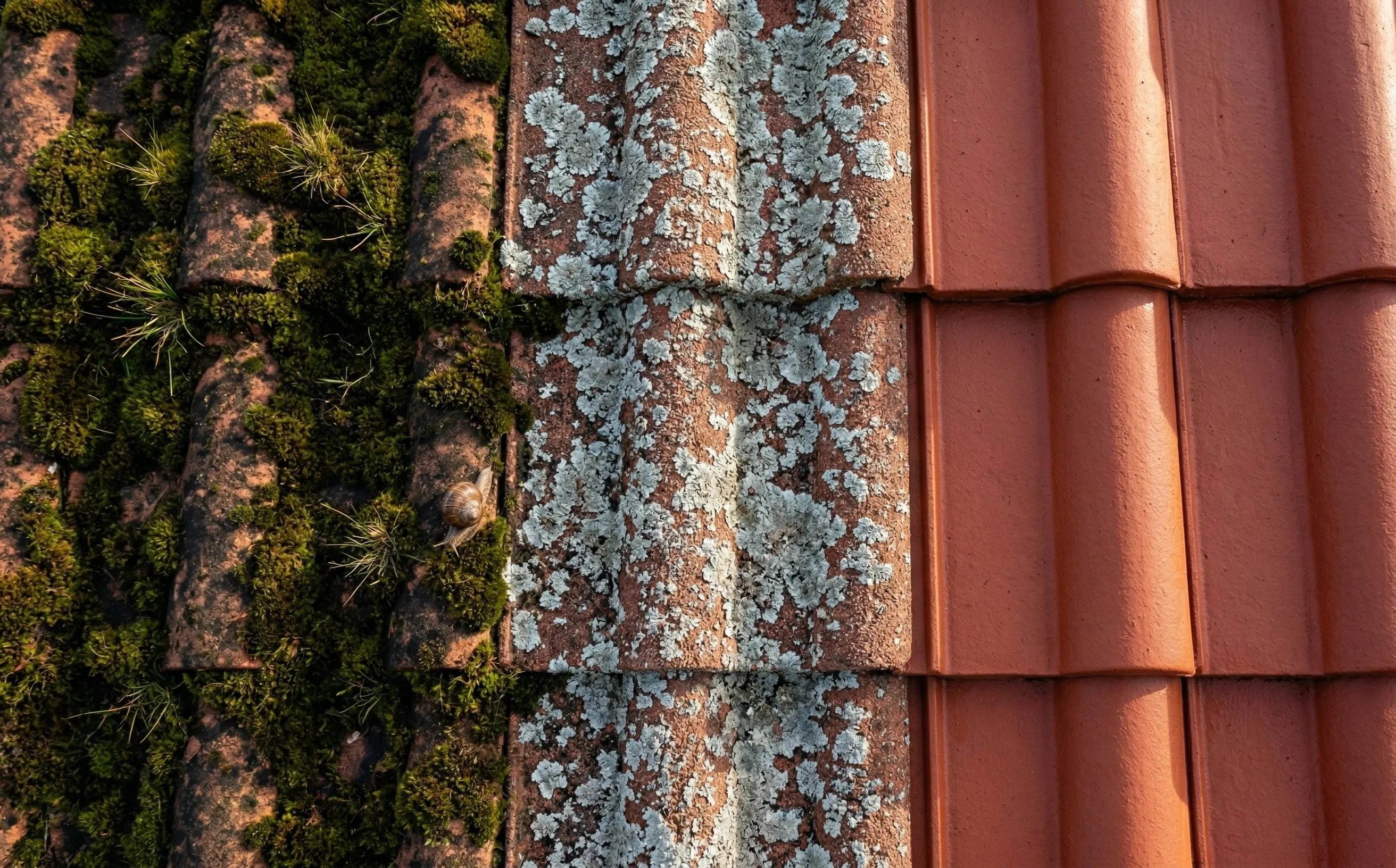 Trois zones distinctes d'une même toiture : mousse épaisse vert foncé, lichens gris fins et tuiles propres après traitement
